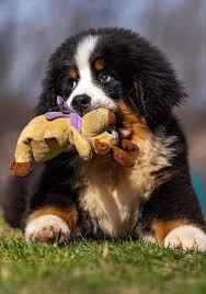 Pin By Mystic Girl On Bmd In 2020 Friendly Dog Breeds Bernese Mountain Dog Puppy Baby Animals
