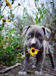 hic kimse adli kullanicinin yasami paylastiklarimiz panosundaki pin hayvan yavrusu pitbull sevimli kopek yavrulari
