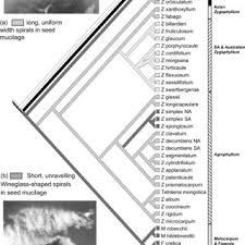 Image result for Zygophyllum leucocladum
