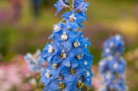 Si tratta del colore del fiore della lavandula, benché nel fiore si trovino differenti sfumature del colore, che vanno dal molto chiaro al profondamente scuro. Delphinium Con I Suoi Fiori Violetti Disposti A Pannocchia Illumina Il Giardino