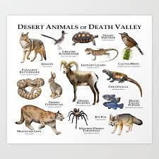 Maybe you would like to learn more about one of these? Desert Animals Of Death Valley Kunstdrucke Von Wildlife Art By Roger Hall Society6