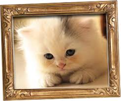 Cat Language Bible™