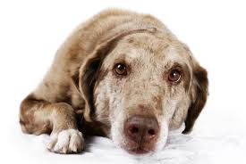 So haru, our australian shepherd chocolate labrador mix finally. Australian Shepherd Lab Mix An Aussiedor Owner S Guide All Things Dogs All Things Dogs
