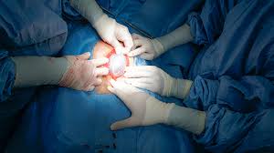 Menjaga haiwan selepas pembedahan dilakukan di klinik dan di rumah. Pembedahan Dr R Juhaidah Blog