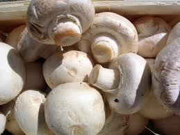 edible mushroom wikipedia