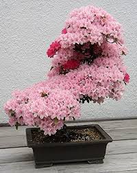Bonsai trees are not that difficult to grow indoors if you choose the correct variety, yet are still highly satisfying when the vision you have for your mini tree comes to fruition. Amazon Com Bonsai Tree Japanese Sakura Seeds Rare Japanese Cherry Blossoms Flowers Seeds In Bonsai Pink Prunus Serrulata15 Seeds Pack Patio Lawn Garden