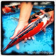Maybe you would like to learn more about one of these? The Pond Digger Pond Supplies Waterfalls Koi Pond Construction
