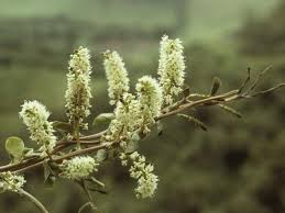 Image result for Basellaceae