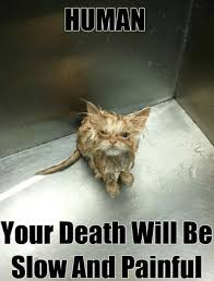After getting the matted fur clean, i am now a cat owner. Hilarious Cat Memes To Make You Laugh Right Meow