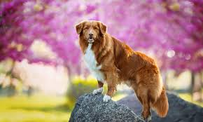 Image result for nova scotia duck tolling retrívr