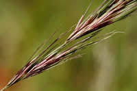 Image result for Aristida meridionalis