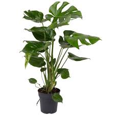 Monstera Richtig Pflegen Pflanzen Kolle In 2020 Pflanzen Monstera Gewachs