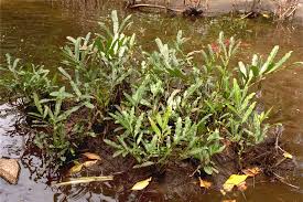 Image result for Acrostichum aureum