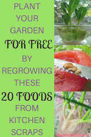 Plant Your Garden For Free By Regrowing These 20 Foods From Kitchen Scraps Food Garden Growing Vegetables In Containers Vegetable Scraps