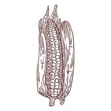Check spelling or type a new query. Corn On The Cob Drawing Png High Quality Image Png Arts