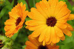 Bedingungen kannst du ringelblumen von april bis august direkt im beet aussäen, entweder in. Ringelblume Aussaat Und Pflege Der Heilpflanze