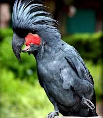 Pin By Vickie Demallie On Wildlife Animals Birds Butterfly S Cockatoo Australian Native Animals Pet Birds