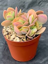Image result for Kalanchoe rotundifolia