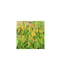 Maybe you would like to learn more about one of these? Buy Heliconia Psittacorum American Dwarf Guan Lee Heng Landscaping Pte Ltd