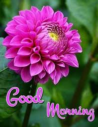 Maybe you would like to learn more about one of these? Good Morning Images For Whatsapp Good Morning Flowers Pictures Good Morning Flowers Good Morning Beautiful Flowers