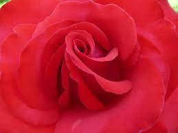 Grande Amore Rose Tea Roses Petals
