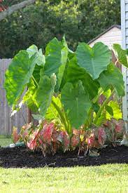 However, you can extend the growing season to produce larger plants, by starting them early. All About Elephant Ears
