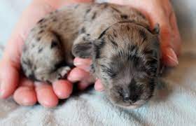 Puppies And Working Full Time Eden Dog
