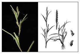 Image result for Hackelochloa granularis
