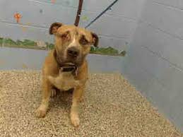 Pitbull Terrier Mix Black And Brown Pin On Help Save The Dogs Please 2nd Pg