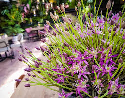 Check spelling or type a new query. Hd Wallpaper Netherlands Duiven Intratuin Duiven Pink Green Floral Wallpaper Flare
