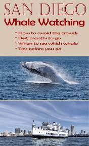 These whales can measure up to 45 feet and tip the scales at 66,000 pounds. San Diego Whale Watching Seasons Top Tips Before You Go Whale Watching Whale Whale Watching Season