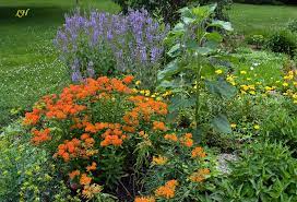 Debs, very informative especially on the companion plants! 7 Plantastic Companion Plants For Milkweed In The Garden