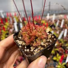 Image result for Drosera