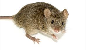 Western Exterminating Possums And House Mice And Rats Oh My