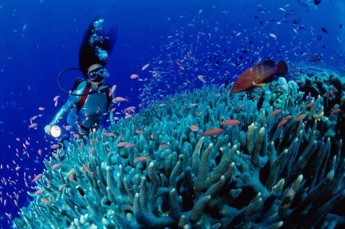 Con Dao diving: A must-add to every diver's bucket list – VinWonders
