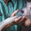 The vet will use the dog asthma treatment that he was taught. Https Encrypted Tbn0 Gstatic Com Images Q Tbn And9gctp Hmpvvybuwyb8n0grrvp0lzurlxdyqn7apdua3vfi4zuhcm8 Usqp Cau