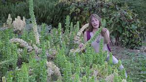 Green Bells Of Ireland In The Terra Flora Gardens Youtube