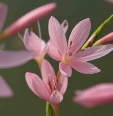 Image result for Hesperantha petitiana