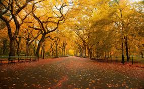These are the most beautiful images of nature on pexels. Download Nature Background Pic Hd Wallpapers Book Your 1 Source For Free Download Hd 4k High Quality Wallpapers