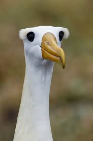 Pin By Nicole Gricius On Birds In 2020 Funny Birds Beautiful Birds Animals