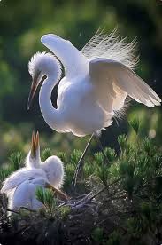 Bird With Orange Beak And Black And White Feathers Great White Egret Ardea Alba And Her Nest Full Of Chicks Identify By Orange Beak Green Patch By Pajaros Hermosos Animales Hermosos Pajaros De Vivos Colores