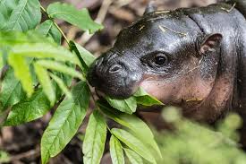 Pictures and other baby pygmy hippo makes royal entrance photos at abc. Newborn Pygmy Hippo Enough Said Zooborns Earth Touch News