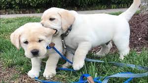 My family has had at least one labrador since 1983. Funniest Cutest Labrador Puppies 2 Funny Puppy Videos 2020 Youtube