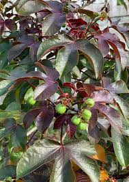 Image result for Jatropha gossypiifolia