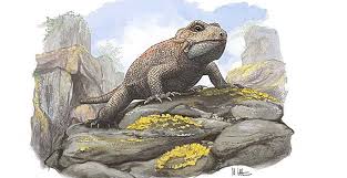 Image result for Holothrix pleistodactyla