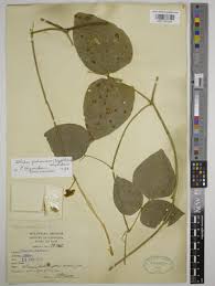 Image result for Wajira grahamiana