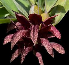 Image result for Bulbophyllum prorepens