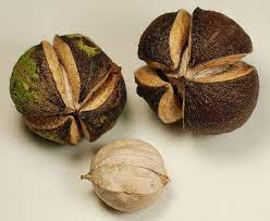Shagbark Hickory Nuts Hickory Hickory Tree Foraged Food