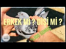 Guvercin Disi Ve Erkek Nasil Anlasilir Guvercin Hakkinda Bilgiler Guvercin Pigoen Youtube