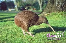 معلومات ممتعة عن طائر الكيوي بالصور In 2020 Kiwi Bird Flightless Bird Pet Birds